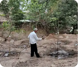 Drip irrigation setup for watering newly planted trees